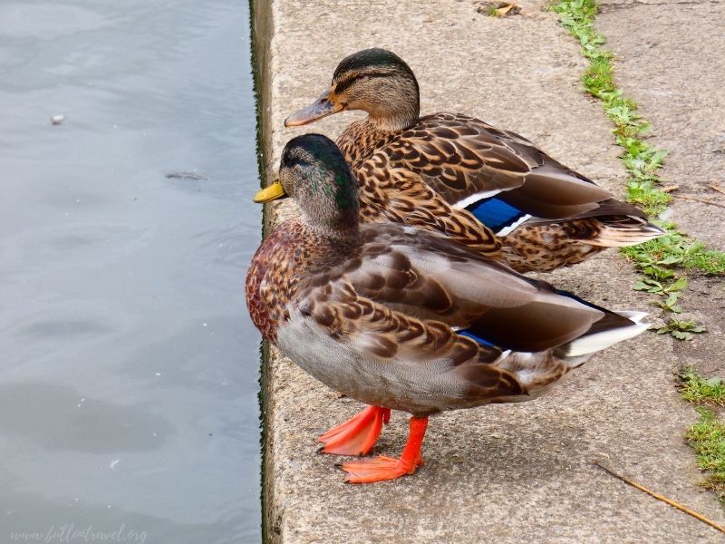 Mallard duck in York 