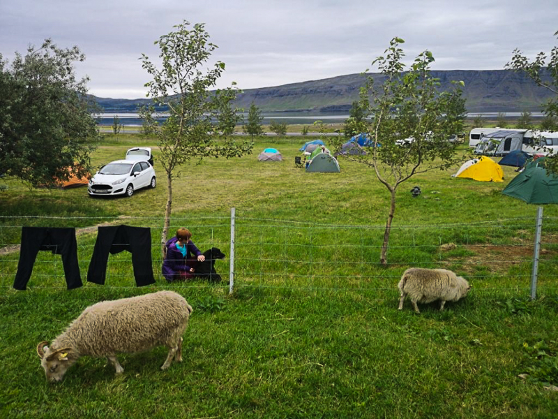 Bjarteyjjarsandur campground with animals