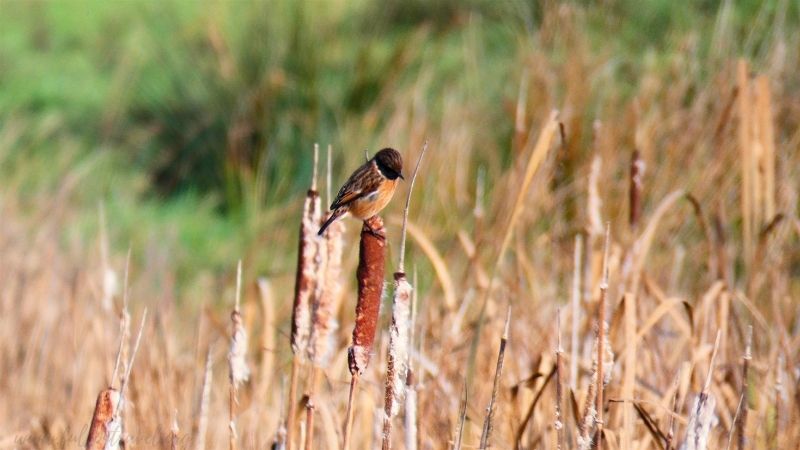 Autumn in Somerset – bird diaries week 46