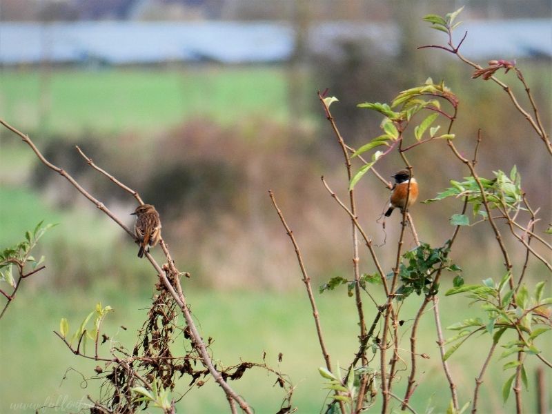 stonechat femal and male 
