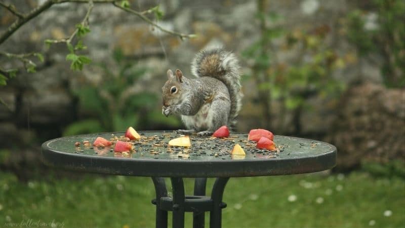 grey squirrel in a garden