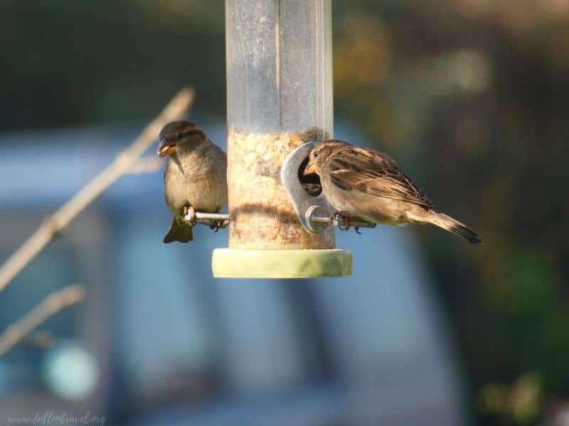 house sparrows- garden feeder