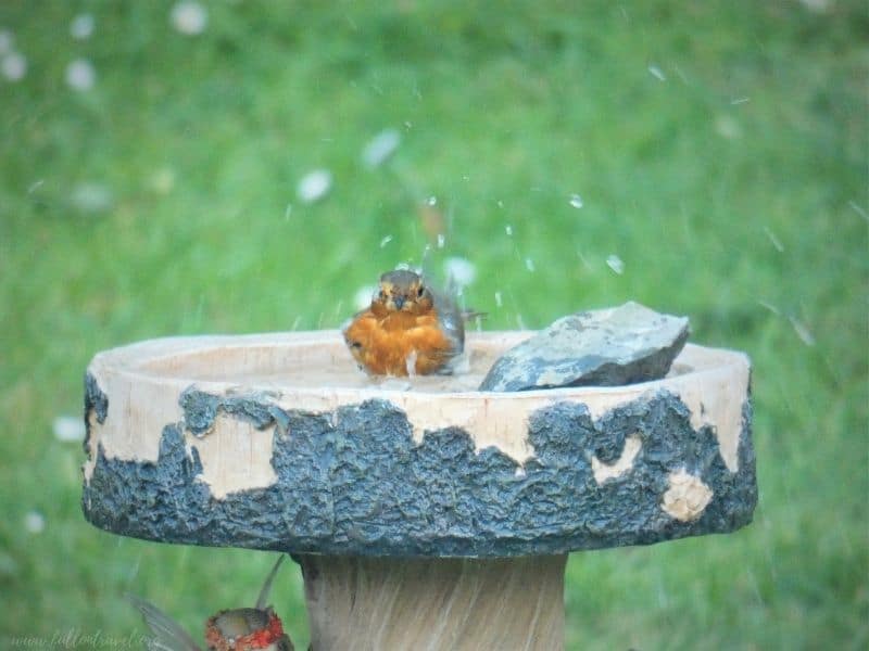 robin having a bath 