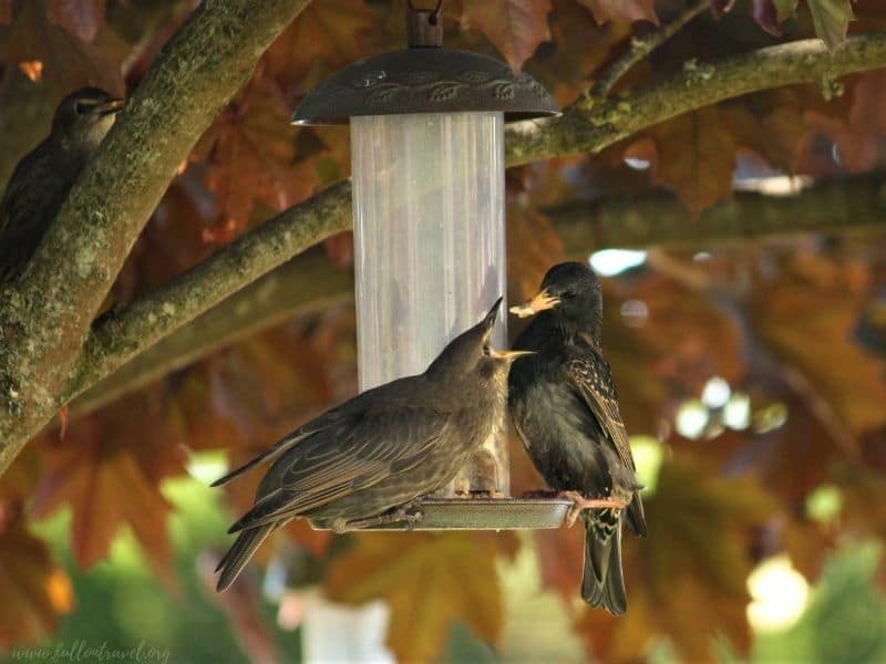 starling feeding the fledgling 