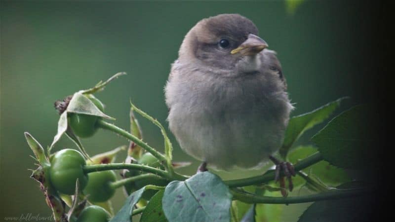 house sparrow fledgling