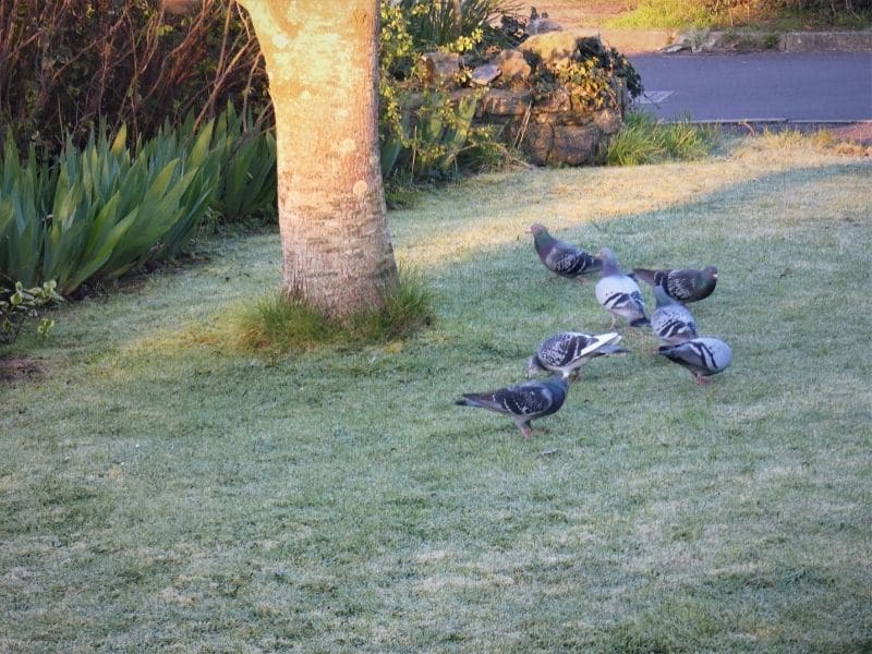 pigeons breakfast in a garden