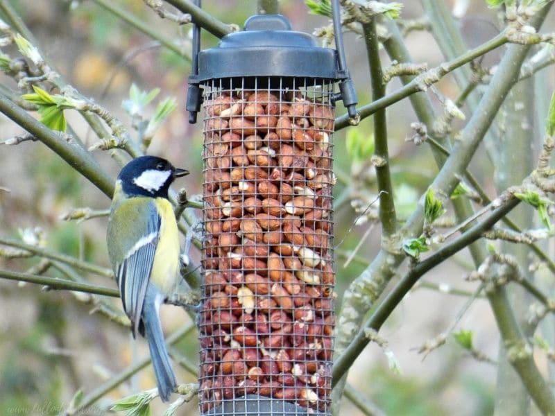 Great tit eating peanuts 