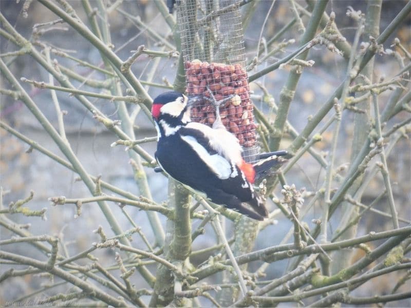 great woodpecker in a garden
