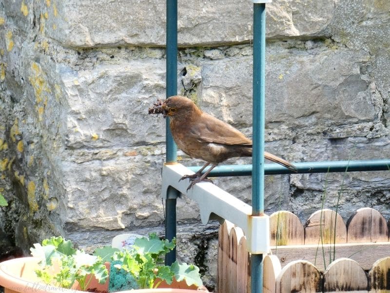 female blackbird building a nest