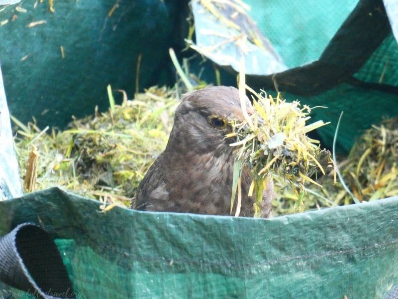 female blackbird building a nest