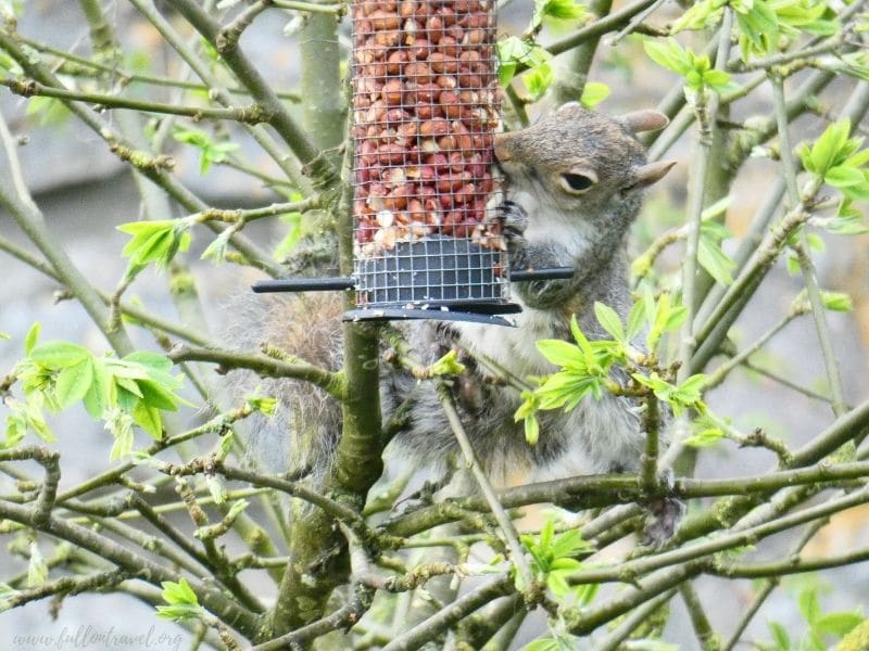 grey squirrel eating peanuts