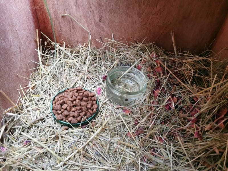 biscuits and water in hedgehog house 