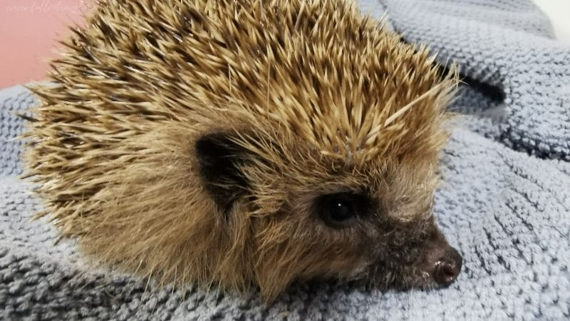 Hedgehog in your garden – how encourage them to visit?