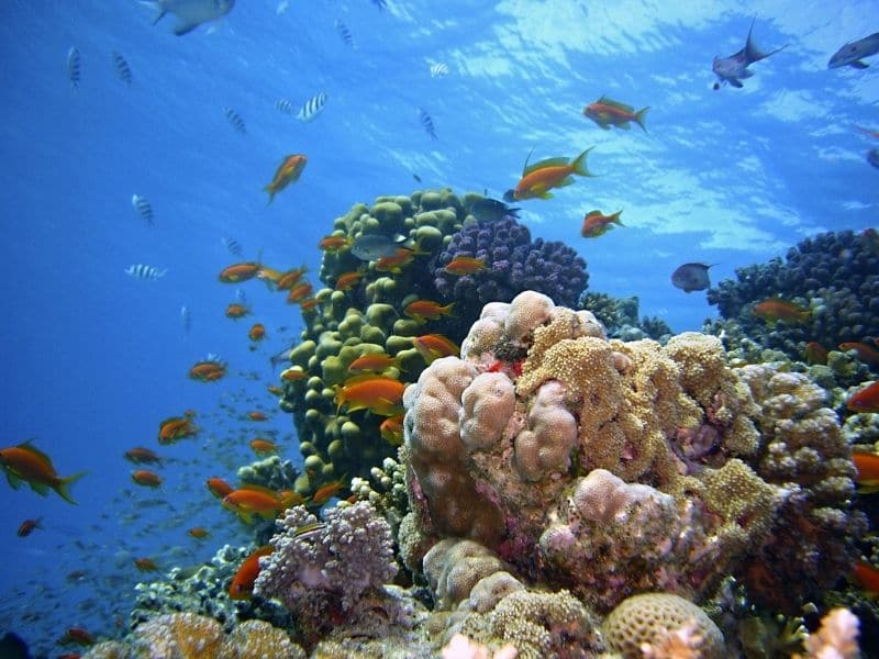 rafa koralowa - Egipt