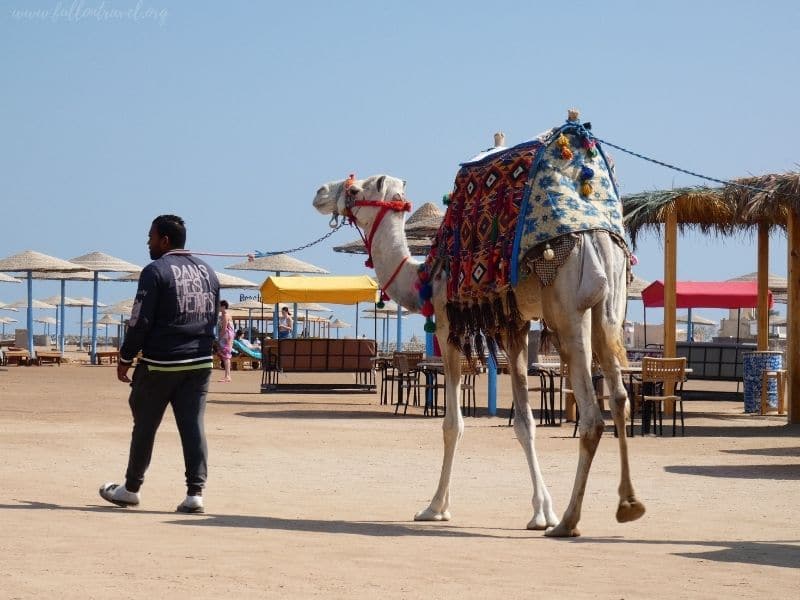 camel - holiday resort Egypt