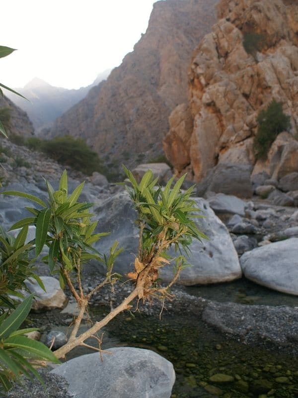 Park Narodowy Wadi el Gamal